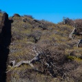 Juniperus phoenicea var. turbinata (Guss.) Parl.