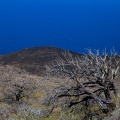 Juniperus phoenicea var. turbinata (Guss.) Parl.