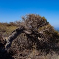 Juniperus phoenicea var. turbinata (Guss.) Parl.