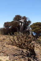 Juniperus phoenicea var. turbinata (Guss.) Parl.