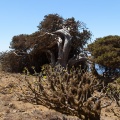 Juniperus phoenicea var. turbinata (Guss.) Parl.