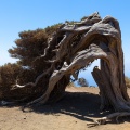 Juniperus phoenicea var. turbinata (Guss.) Parl.