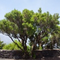 erica-arborea-canaries-el-hierro.jpg