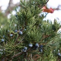 juniperus-sabina-switzerland.jpg