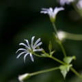 Stellaria nemorum L.