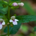 Melittis melissophyllum L.
