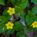 lysimachia-nemorum-switzerland.jpg