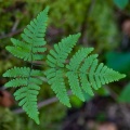 Gymnocarpium robertianum (Hoffm.) Newman