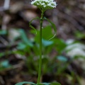 Valeriana montana L.