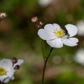 Ranunculus aconitifolius L.