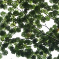 musanga-cecropioides-gabon.jpg
