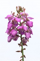 Eulophia bouliawongo (Rchb.f.) J.Raynal