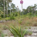 Eulophia bouliawongo (Rchb.f.) J.Raynal