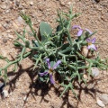 Zilla spinosa L.