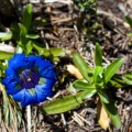 Gentiana angustifolia Vill.