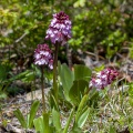 Orchis purpurea Huds.