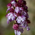 Orchis purpurea Huds.