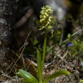 Orchis pallens L.