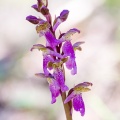 Orchis spitzelii Saut. ex W.D.J.Koch