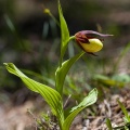 Cypripedium calceolus L.