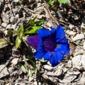 Gentiana angustifolia Vill.