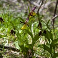 Cypripedium calceolus L.