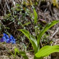 Cypripedium calceolus L.