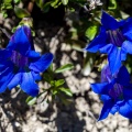 Gentiana angustifolia Vill.