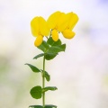 Cytisophyllum sessilifolium (L.) O.Lang