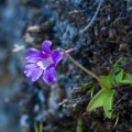 Pinguicula grandiflora Lam.