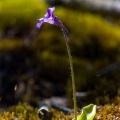 Pinguicula grandiflora Lam.