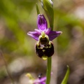 Ophrys fuciflora (F.W.Schmidt) Moench