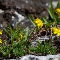 Draba aizoides L.