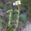 Thlaspi montanum L.