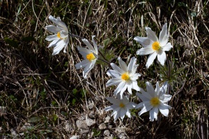 Anemone alpina L.