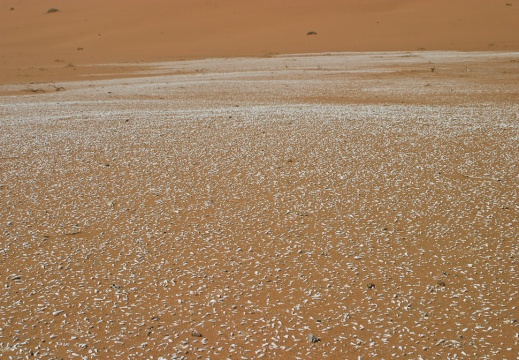 Muksayr shells