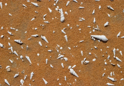 Muksayr shells