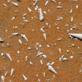 muksayr-shells-saudi-arabia-2.jpg