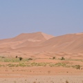 green-patch-saudi-arabia.jpg