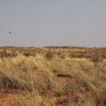 kgalagadi-transfrontier-park-botswana-2.jpg