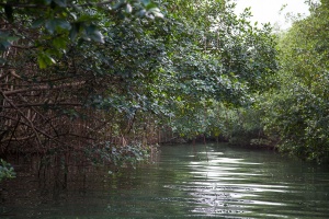 Mangrove in Ste-Rose