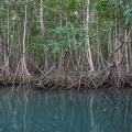 mangrove-in-ste-rose-guadeloupe-8.jpg