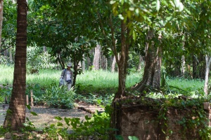 Botanizing in Tham Kaeo Sawan