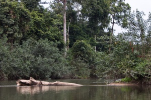 Rivière Moukalaba