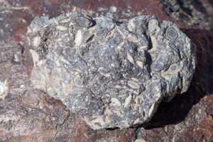 Fossils in basalt