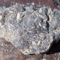 Fossils in basalt