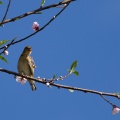 foudia-madagascariensis-reunion.jpg