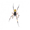 nephila-inaurata-reunion.jpg