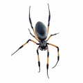 Nephila inaurata