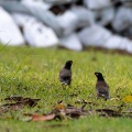 Acridotheres tristis